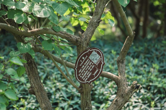 盆栽丁香花怎么过冬