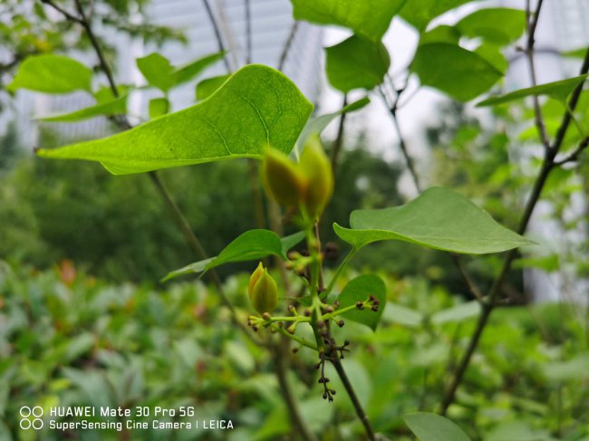 盆栽丁香花怎么过冬