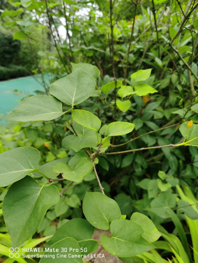 盆栽丁香花用什么土