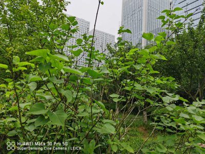 丁香花需要修剪吗 丁香花盆栽养护技巧