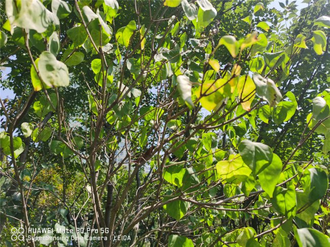 盆栽丁香花的养殖方法