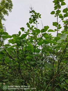 丁香花怎么养才能多开花 丁香花开花时间养护技巧