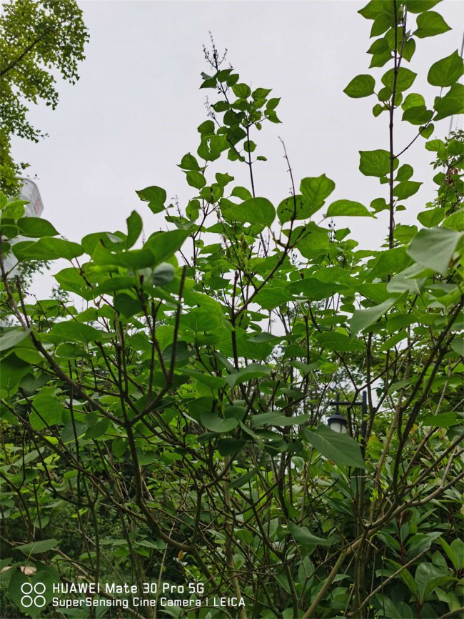 丁香花怎么养开花好