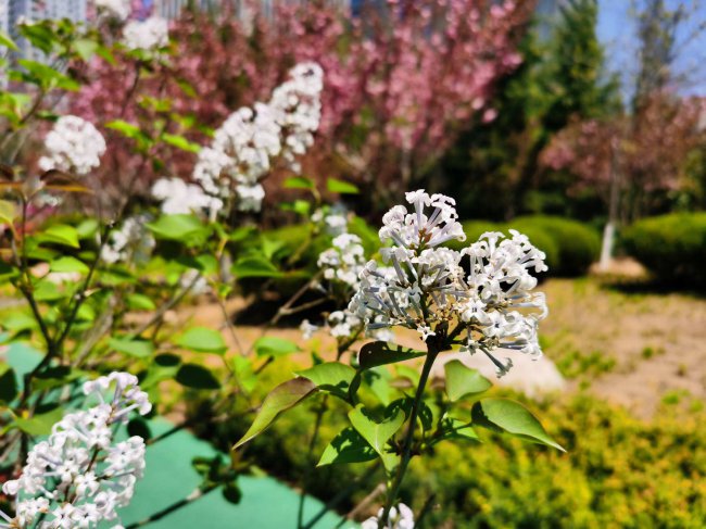 丁香花怎么养开花好