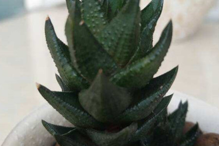 龙爪和芦荟的区别
