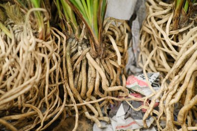 兰花根如何催发新芽 兰花芽苗移栽养护技巧