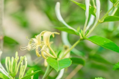 金银花北方过冬 金银花户外越冬养护指南