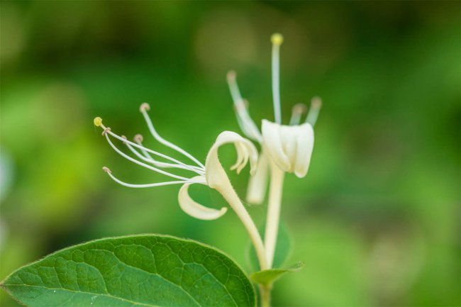 金银花在什么季节开放