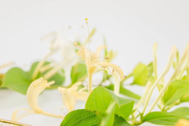 金银花在什么季节开放