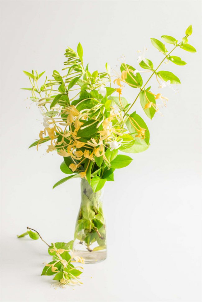 金银花在什么季节开放