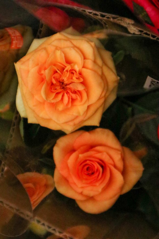 阳台如何养月季花