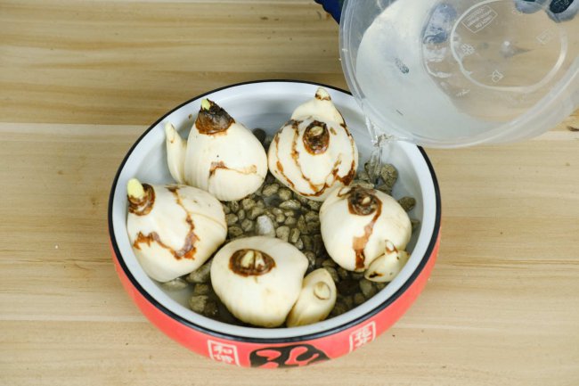 阳台如何养水仙