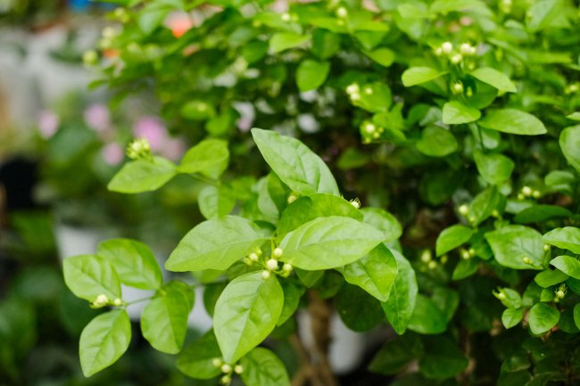 茉莉养在家中风水好吗