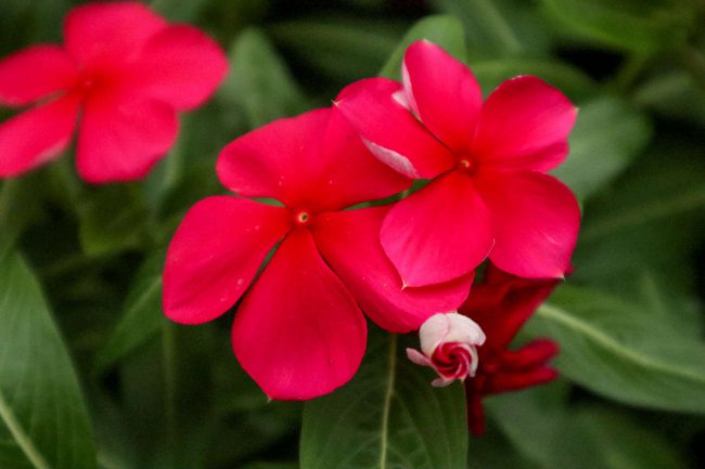 长春花有毒吗