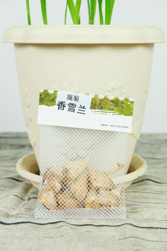 阳台如何养香雪兰
