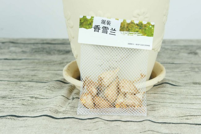 阳台如何养香雪兰
