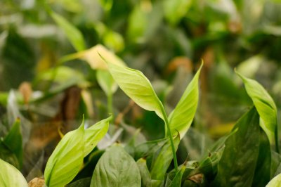 白掌卧室摆放指南 卧室植物白掌养护