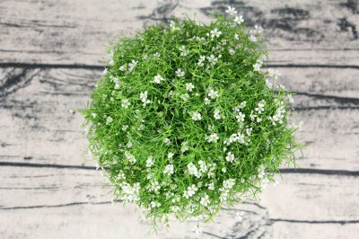 满天星养护方法 满天星开花施肥技巧