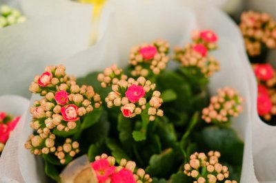长寿花致癌是真的吗 长寿花毒性解析