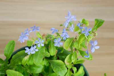 蓝雪花阳台养护难不难 掌握四点打造夏日花瀑