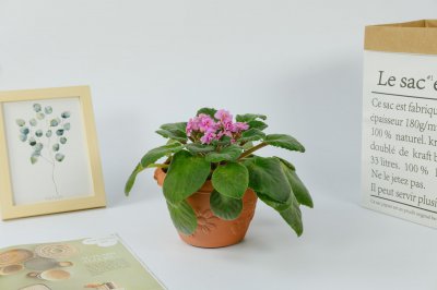 非洲堇阳台养护 光照湿度管理要点