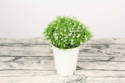 满天星干花养护禁忌 满天星水养存活周期