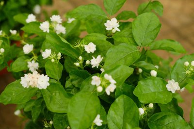 茉莉花养护技巧 茉莉花开花时间管理