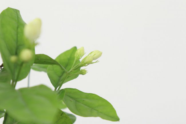 茉莉花怎么养才能茂盛