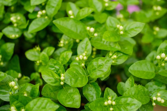 茉莉花怎么养才能茂盛