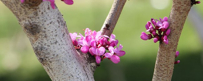 阳台如何养紫荆