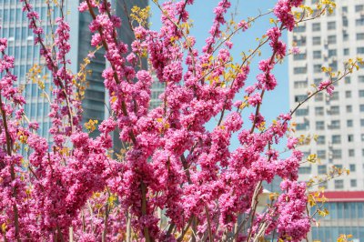 阳台紫荆养护技巧 紫荆家庭种植注意事项