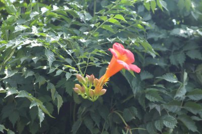 阳台凌霄花难养吗 家庭种植需注意哪些细节