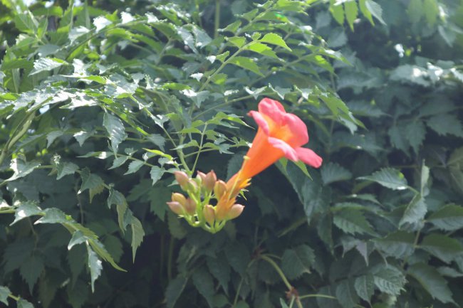 阳台如何养凌霄花