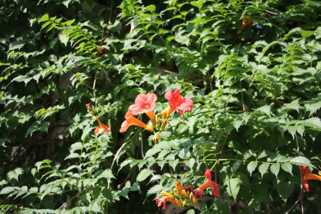 阳台如何养凌霄花