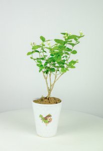 茉莉花花期怎样养护更旺盛 茉莉花开花时间与技巧