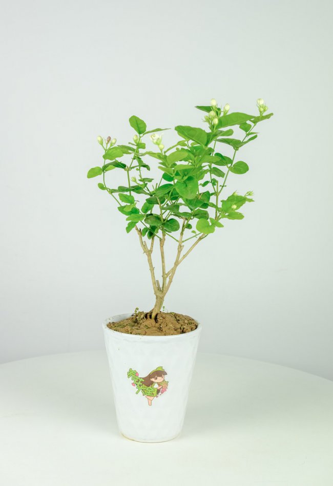 茉莉花花期如何管理