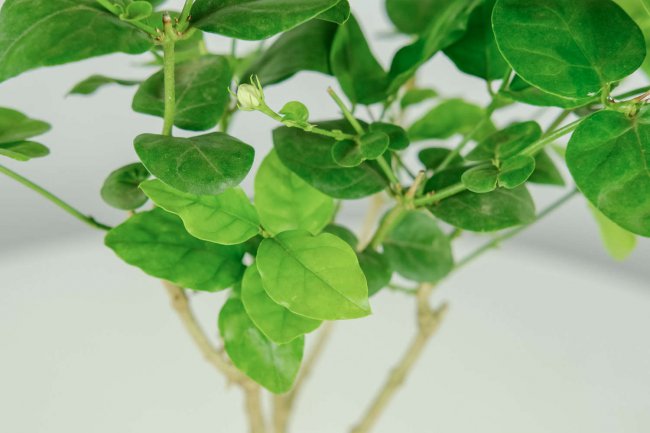 茉莉花花期如何管理