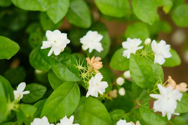 茉莉花花期如何管理