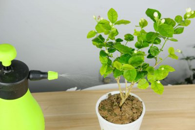 茉莉花移栽养护技巧 茉莉花黄叶防治方法