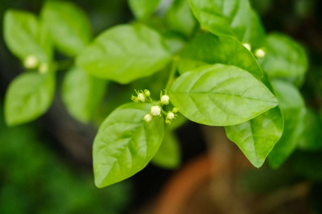 茉莉花刚买回来怎么养护