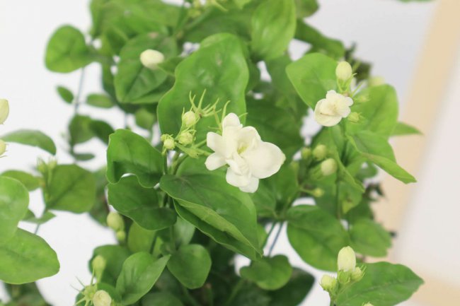 茉莉花刚买回来怎么养护