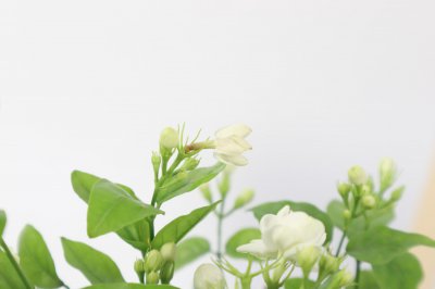 茉莉花冬季会冻死吗 茉莉花安全越冬养护技巧