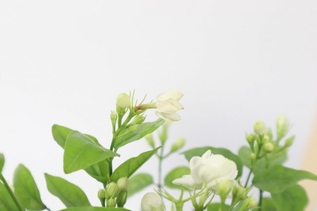 茉莉花安全越冬的方法