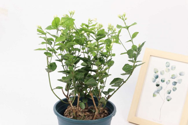 茉莉花安全越冬的方法