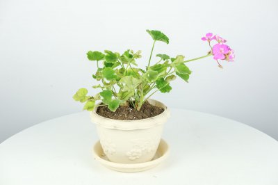 枫叶天竺葵有毒吗 枫叶天竺葵卧室摆放禁忌