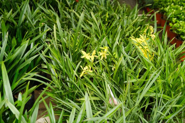 兰花怎样授粉