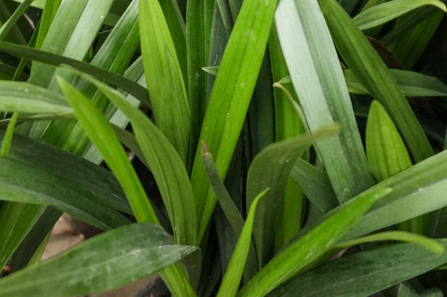 兰花盆栽种植步骤及注意事项