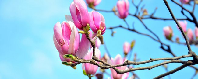 阳台如何养木兰花