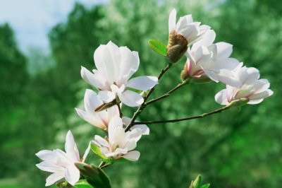 阳台木兰花总养不好？养护要点与常见误区解析