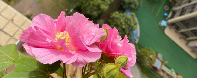 阳台如何养木芙蓉